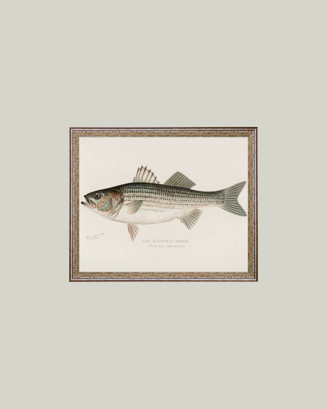 Striped Bass Framed Antique Art