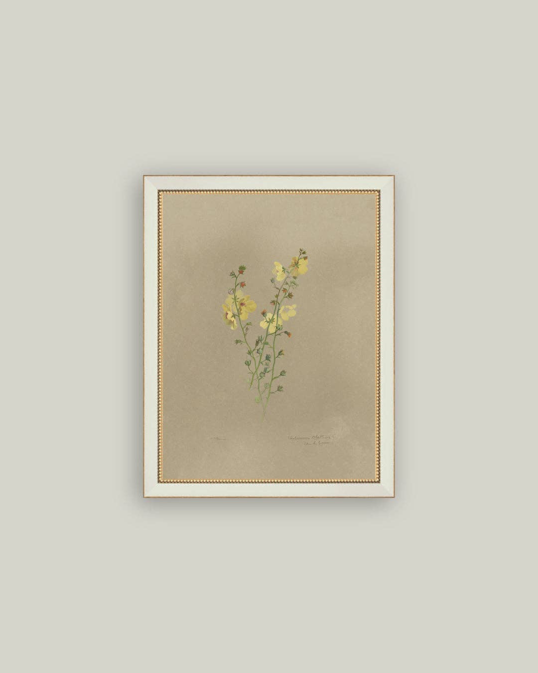 Flowering Yellow Plant Framed Antique Art
