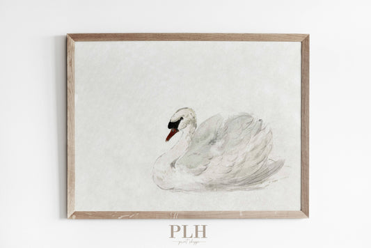 Vintage Swan Premium Quality Art Print (not framed)