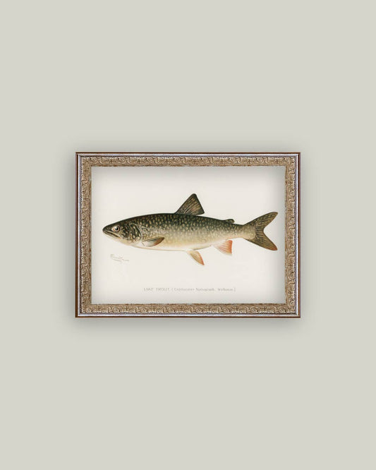 Lake Trout Framed Antique Art