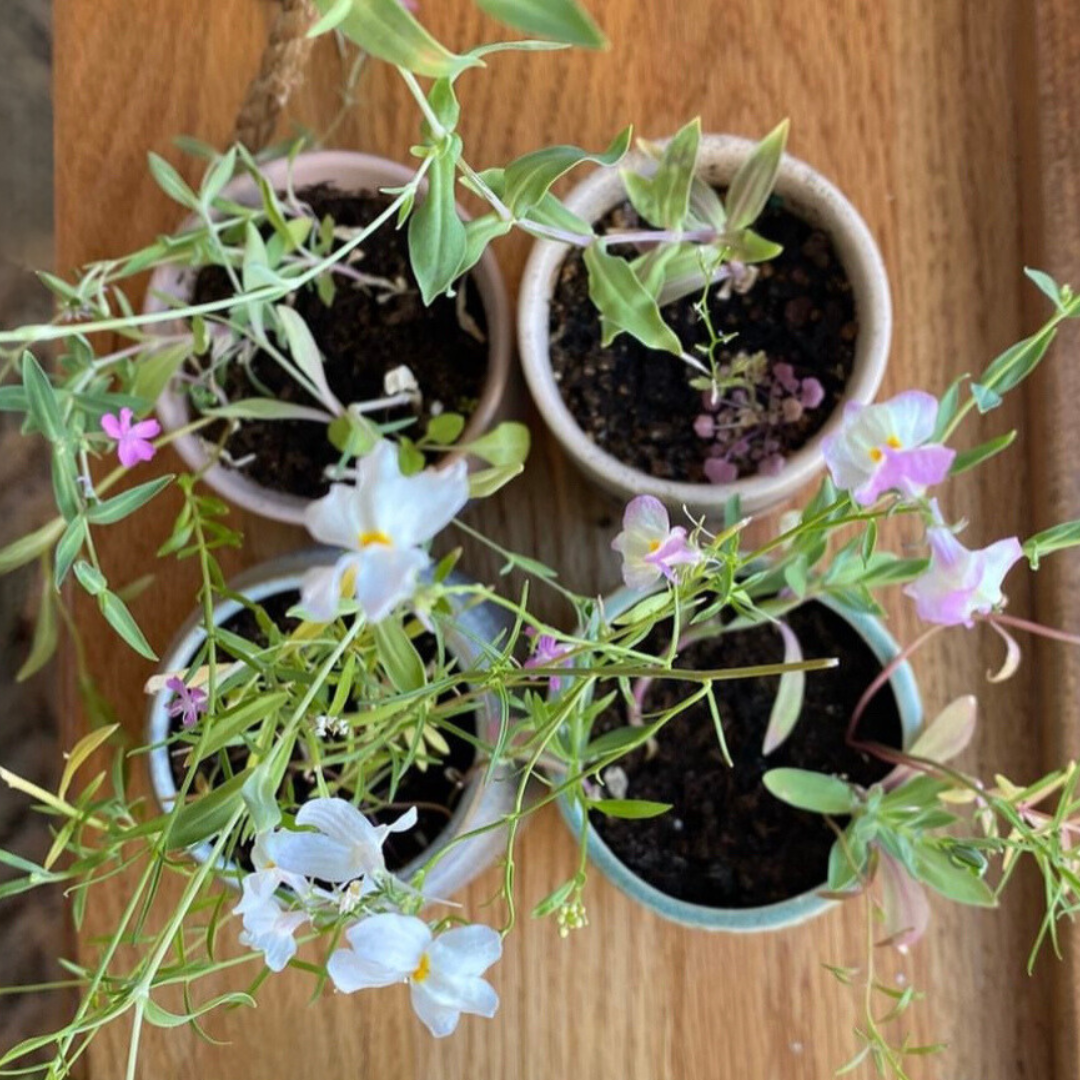 Astrid | Growing Candle, flower seed-label, eco-friendly