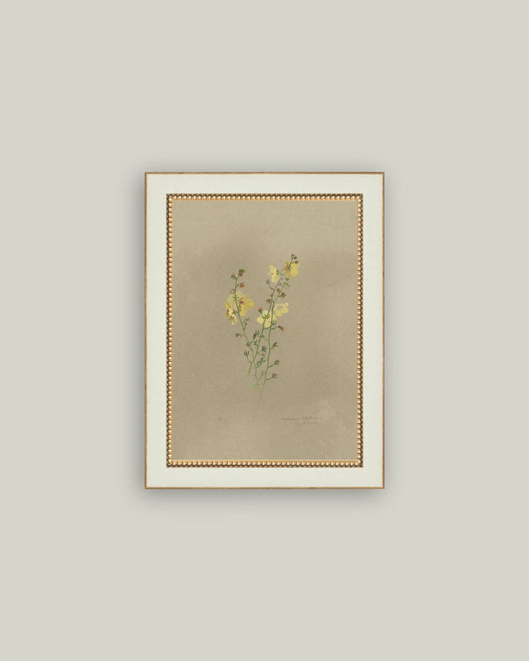 Flowering Yellow Plant Framed Antique Art