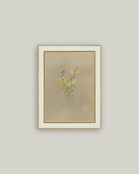 Flowering Yellow Plant Framed Antique Art