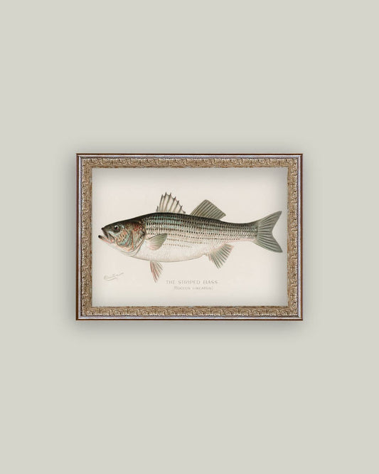 Striped Bass Framed Antique Art