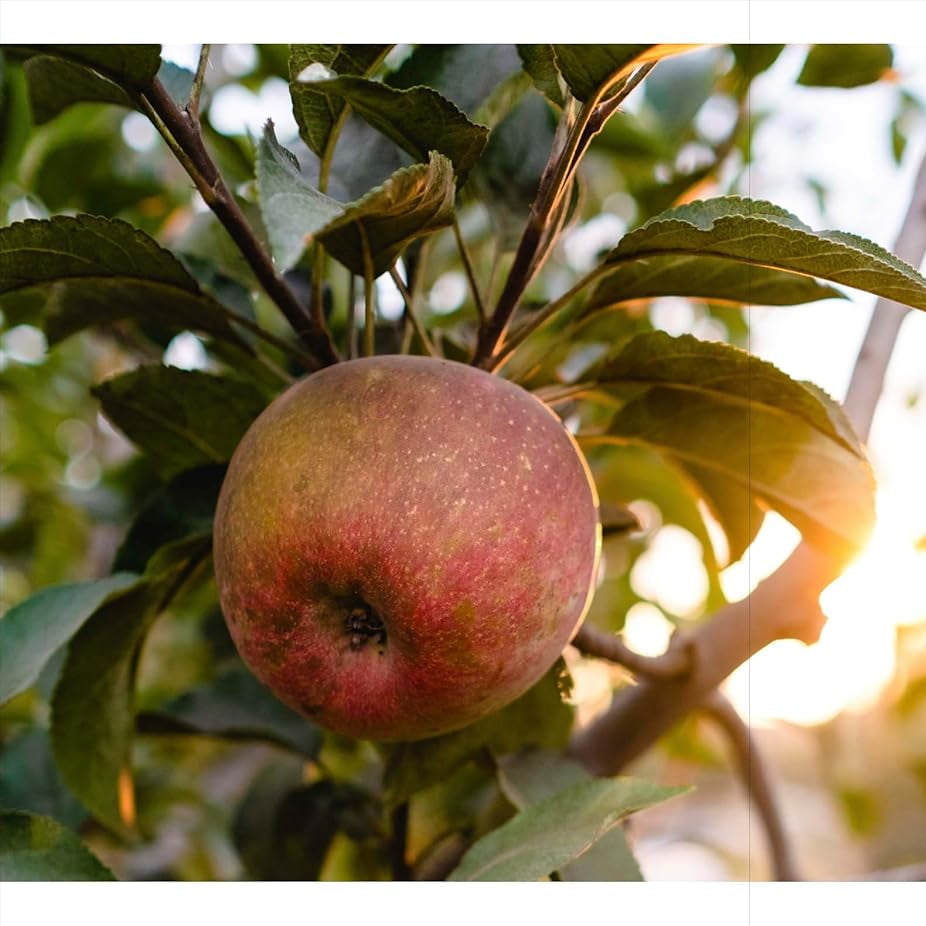 The Apricot Lane Farms Cookbook