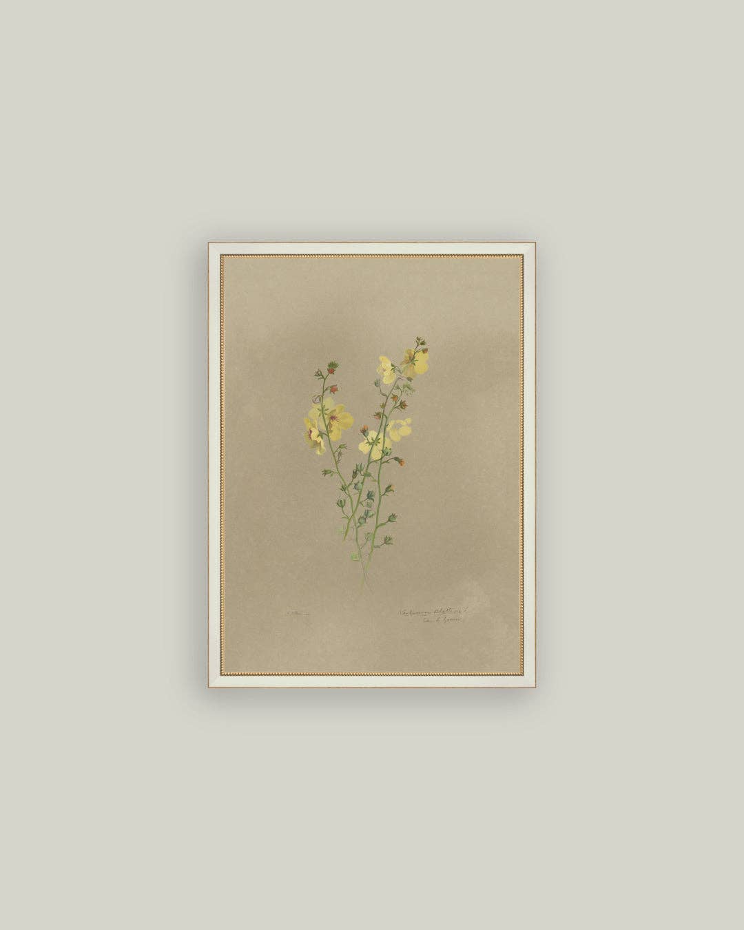 Flowering Yellow Plant Framed Antique Art