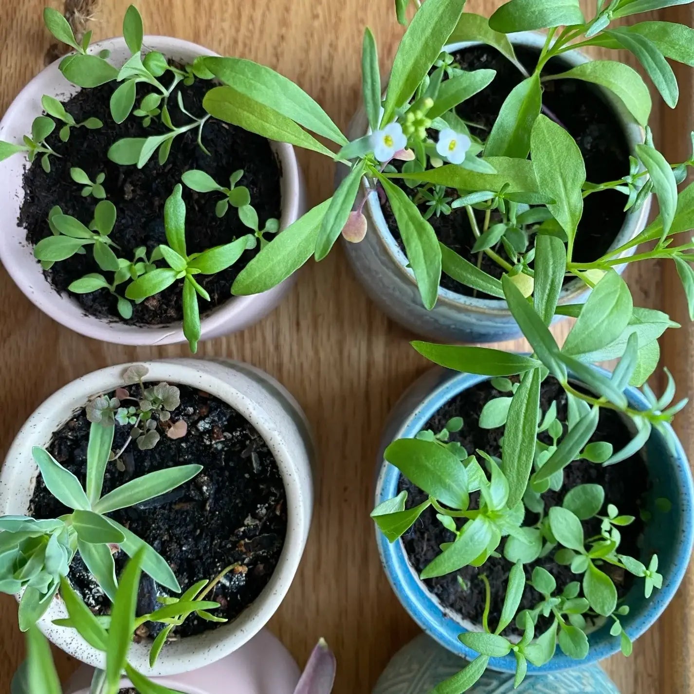 Clara | Growing Candle, flower seed-label, eco-friendly