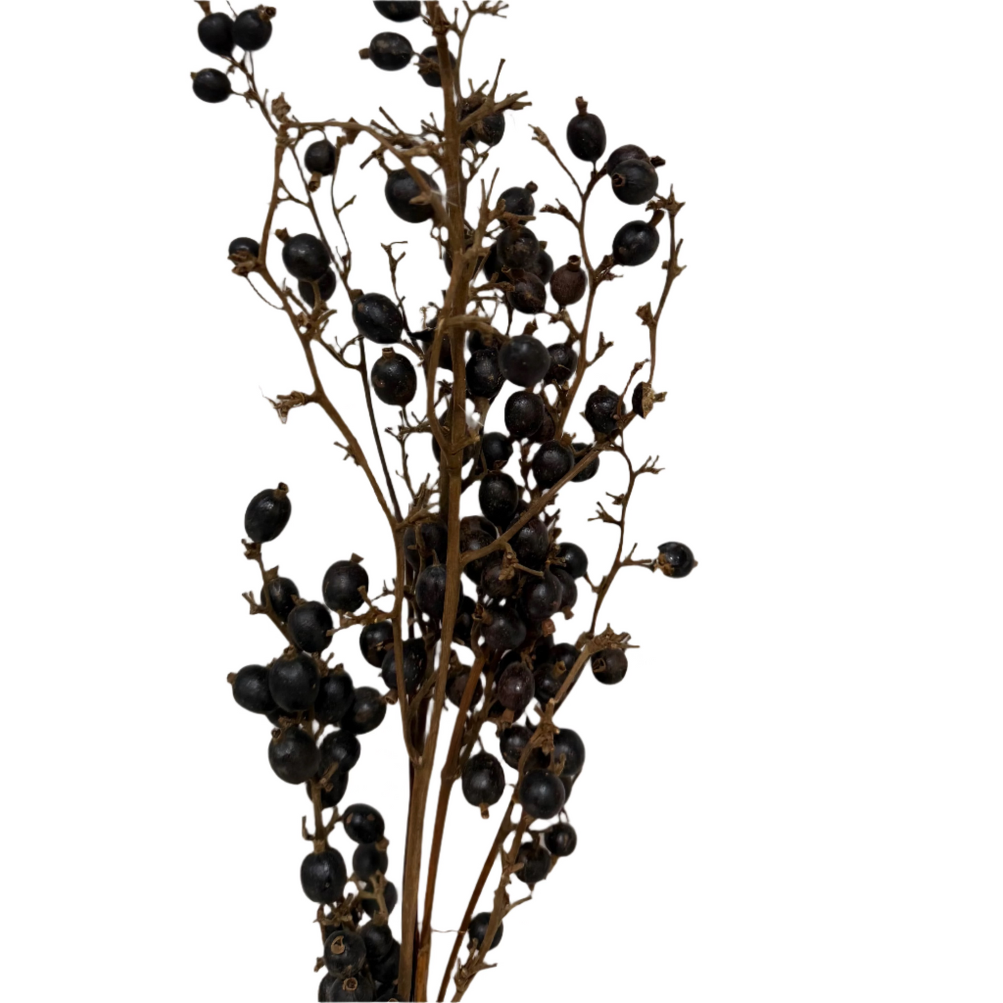 Dried Black Berry Bundle