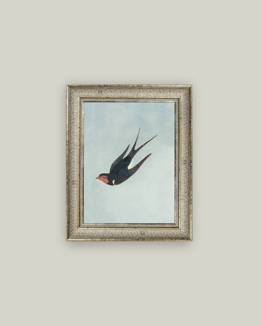 Swallow Boraston
